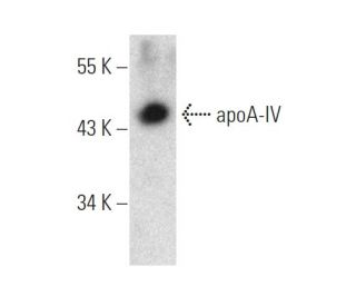 apoA-IV Antibody (G-8) - Western Blotting - Image 374624SAM Transcription Activation: SAM system utilizing dCas9-VP64, MS2-P65-HSF1, and sgRNA for precise gene transcription activation.