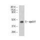 apoA-V Antibody (1G5G9) - Western Blotting - Image 11096