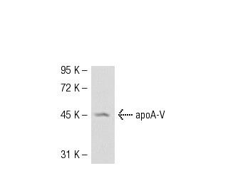 apoA-V Antibody (1G5G9) - Western Blotting - Image 52584 