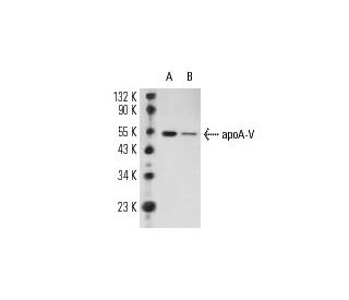apoA-V Antibody (4H8H8E2) - Western Blotting - Image 11642 
