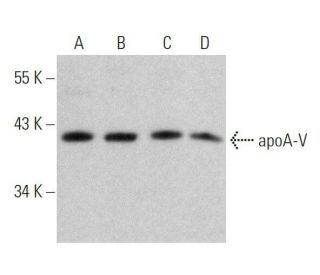 apoA-V Antibody (A-12) - Western Blotting - Image 358585 