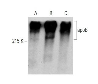 apoB Antibody (C1.4) - Western Blotting - Image 387405 