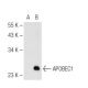 APOBEC1 Antibody (E-2) - Western Blotting - Image 84018