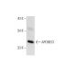 APOBEC1 Antibody (E-2) - Western Blotting - Image 300139 