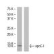 apoC-I Antibody (Y-13) - Western Blotting - Image 34622