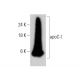 apoC-I Antibody (Y-13) - Western Blotting - Image 384059 