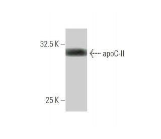 apoC-II Antibody (3E4) - Western Blotting - Image 347649