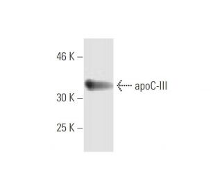 apoC-III Antibody (8H7) - Western Blotting - Image 347650