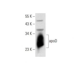 apoD Antibody (C-1) - Western Blotting - Image 300098 
