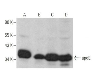 apolipoprotein E/apoE Antibody (E-8) - Western Blotting - Image 352740 