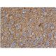 apolipoprotein E/apoE Antibody (H-4) - Immunohistochemistry - Image 361326 