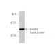 ApoER2 Antibody (1A1) - Western Blotting - Image 348884