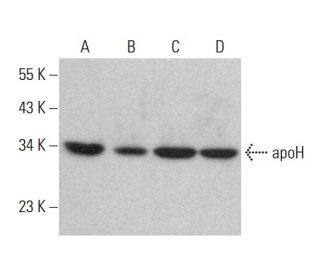 apoH Antibody (C-2) - Western Blotting - Image 383781 