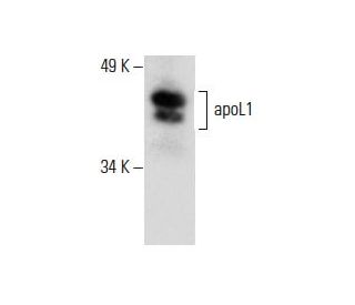 apoL1 Antibody (A-3) - Western Blotting - Image 288504