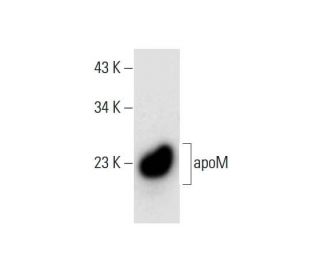 apoM Antibody (D-4) - Western Blotting - Image 308404 