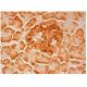 apoOL Antibody (G-6) - Immunohistochemistry - Image 304607 