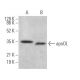 apoOL Antibody (G-6) - Western Blotting - Image 371879
