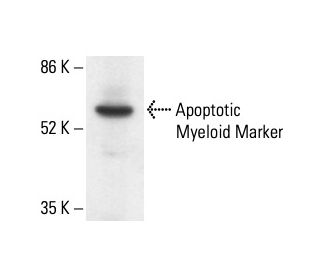 Apoptotic Myeloid Marker Antibody (BOB78) - Western Blotting - Image 411884 