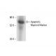 Apoptotic Myeloid Marker Antibody (BOB78) - Western Blotting - Image 412165