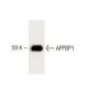 APPBP1 Antibody (20) - Western Blotting - Image 60178