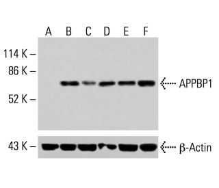 APPBP1 Antibody (C-2) - Western Blotting - Image 414982