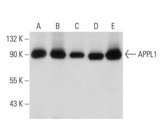 APPL1 Antibody (A-1) - Western Blotting - Image 128783 