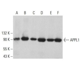 APPL1 Antibody (H-3) - Western Blotting - Image 381919 