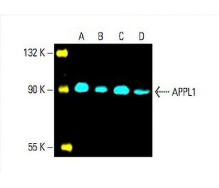 APPL1 Antibody (A-1) - Western Blotting - Image 394821