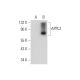APPL2 Antibody (B-12) - Western Blotting - Image 309656