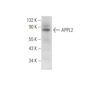 APPL2 Antibody (B-12) - Western Blotting - Image 314193 