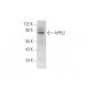 APPL2 Antibody (B-12) - Western Blotting - Image 314193 