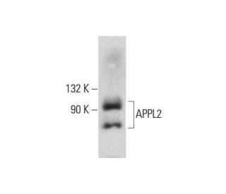 APPL2 Antibody (E-1) - Western Blotting - Image 129409 