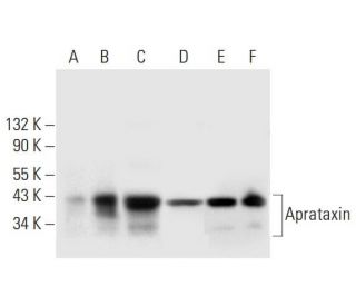 Aprataxin Antibody (B-12) - Western Blotting - Image 297038 