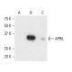 APRIL Antibody (F-5) - Western Blotting - Image 404264