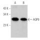 Aquaporin 0/AQP0 Antibody (B-11) - Western Blotting - Image 360758 