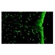 Aquaporin 4/AQP4 Antibody (4/18) - Immunofluorescence - Image 9225 