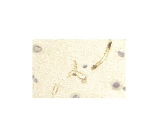 Aquaporin 4/AQP4 Antibody (4/18) - Immunohistochemistry - Image 11433 