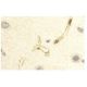 Aquaporin 4/AQP4 Antibody (4/18) - Immunohistochemistry - Image 11433 