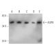 Aquaporin 8/AQP8 Antibody (14-Z) - Western Blotting - Image 368202 