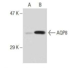 Aquaporin 8/AQP8 Antibody (14-Z) - Western Blotting - Image 47018Each CRISPR/Cas9 Knockout (KO) Plasmid product consists of a pool of 3 plasmids designed to ensure identification and cleavage of a specific gene for maximum knockout efficiency. Each plasmid encodes a unique 20 nt sequence derived from the GeCKO (v2) library.