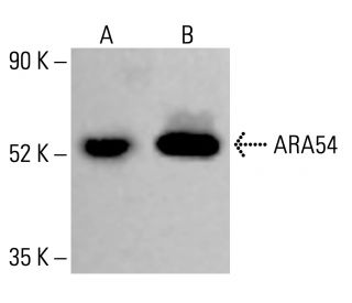 ARA54 Antibody (A-3) - Western Blotting - Image 413625 