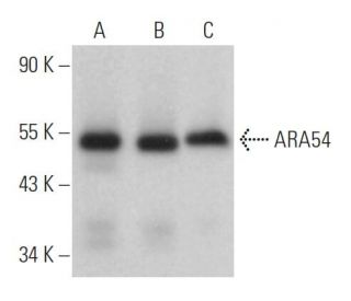 ARA54 Antibody (G-8) - Western Blotting - Image 367645 