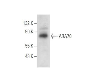 ARA70 Antibody (C-4) - Western Blotting - Image 300514