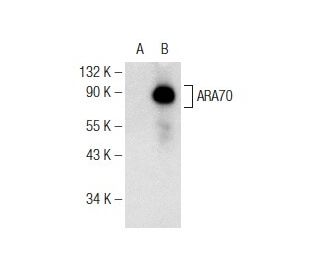 ARA70 (C-4): sc-373739. Western blot analysis of ARA70 expression in non-transfected: sc-117752 (A) and human ARA70 transf
