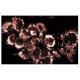 ARALAR Antibody (8) - Immunofluorescence - Image 60554