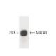 ARALAR Antibody (8) - Western Blotting - Image 60243 