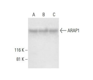 ARAP1 Antibody (A-3) - Western Blotting - Image 294112