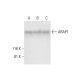 ARAP1 Antibody (A-3) - Western Blotting - Image 294112