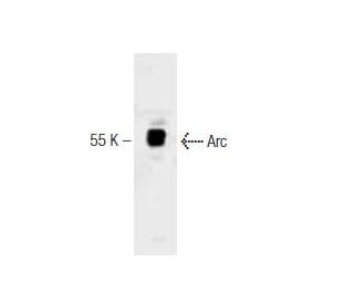Arc Antibody (40) - Western Blotting - Image 127489 
