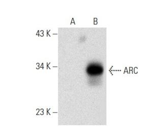 ARC Antibody (G-4) - Western Blotting - Image 301333